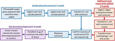 Broad Purpose Vector for Site-Directed Insertional Mutagenesis in Bifidobacterium breve